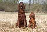 SETTER IRLANDAIS 445